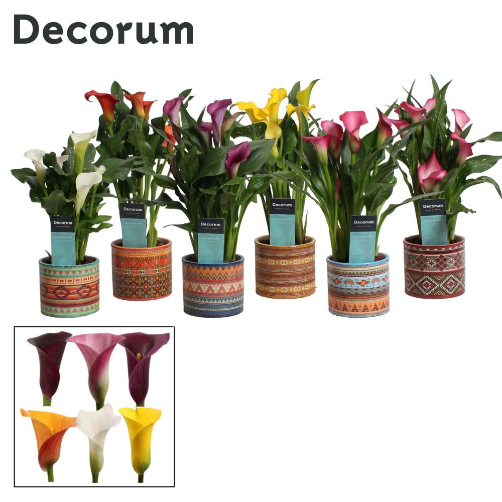 zantedeschia