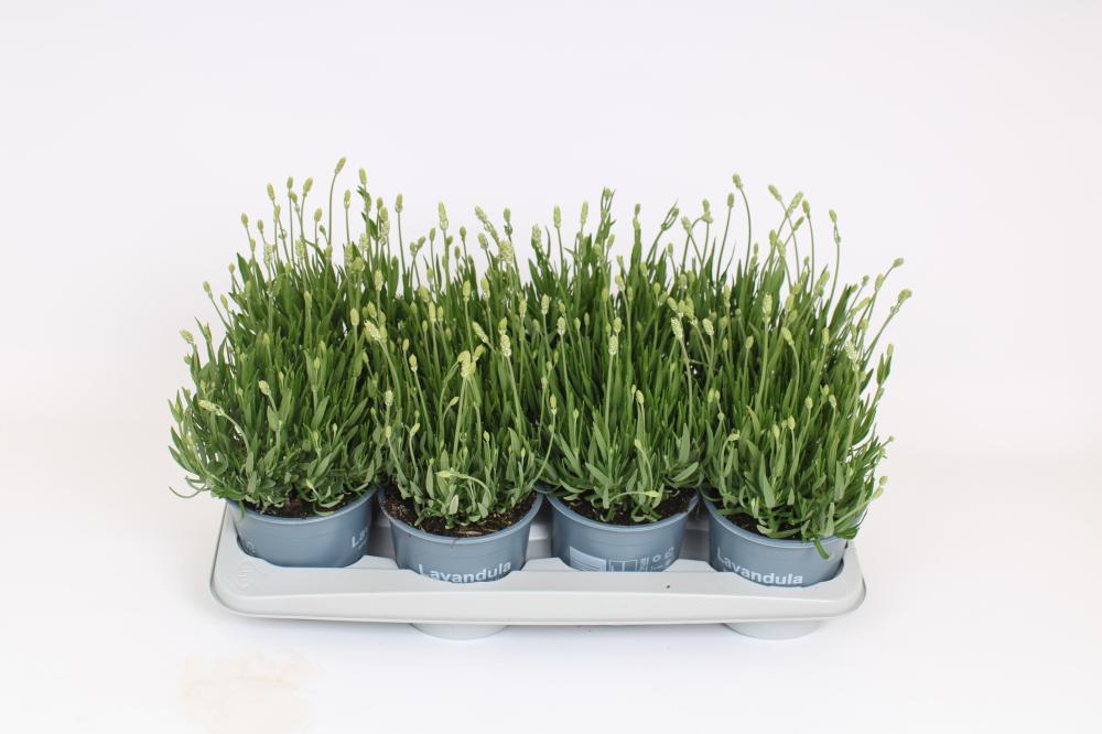 lavandula