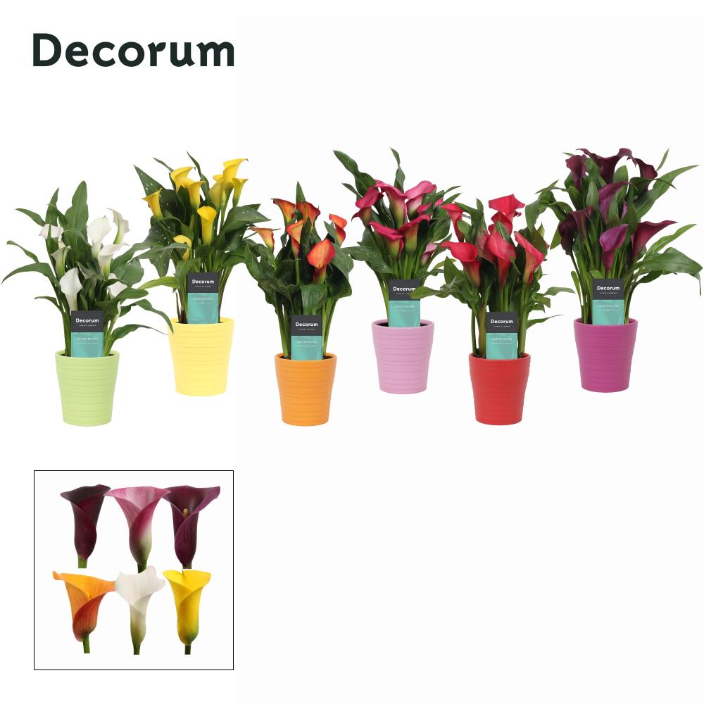 zantedeschia