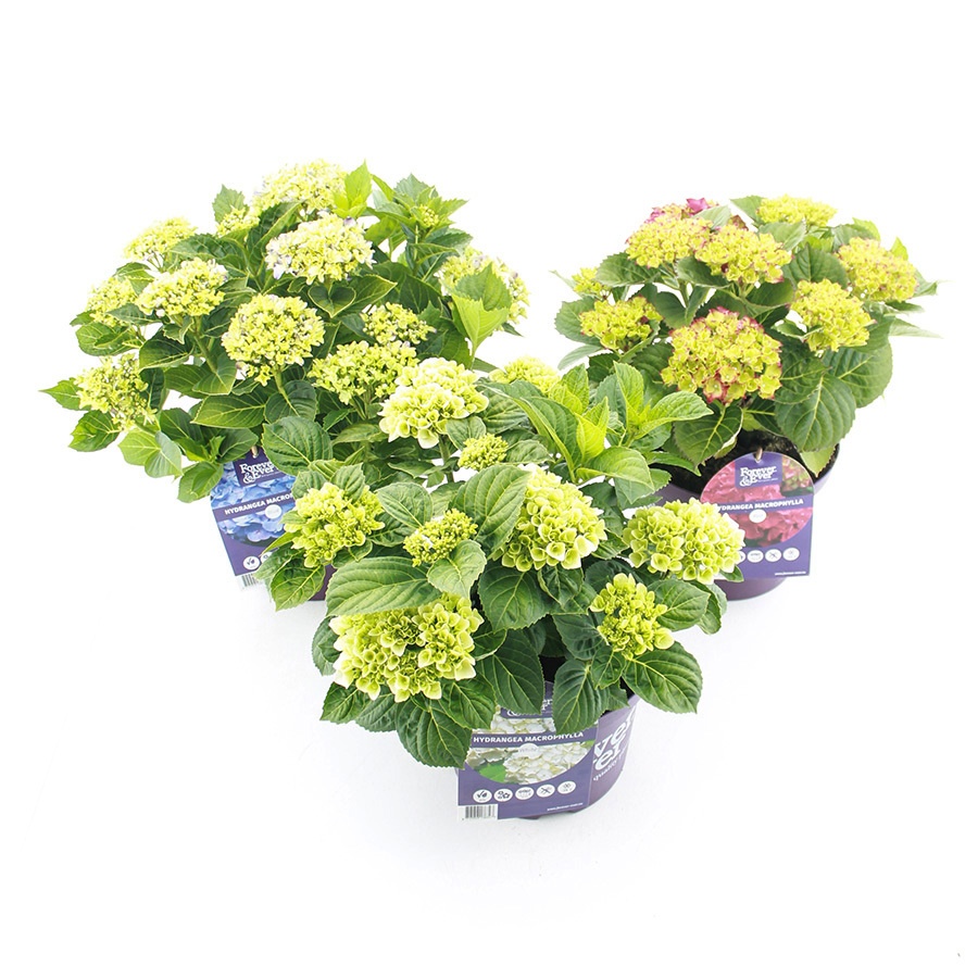 hydrangea