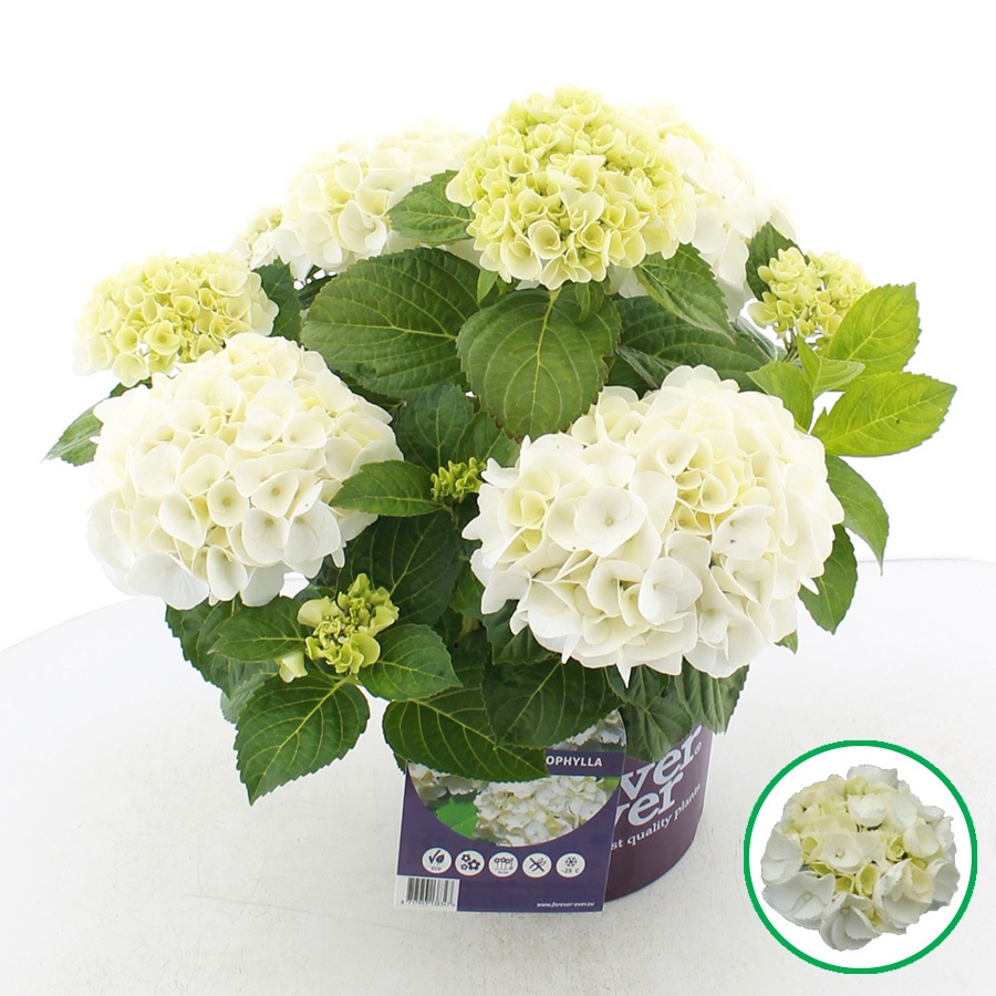 hydrangea