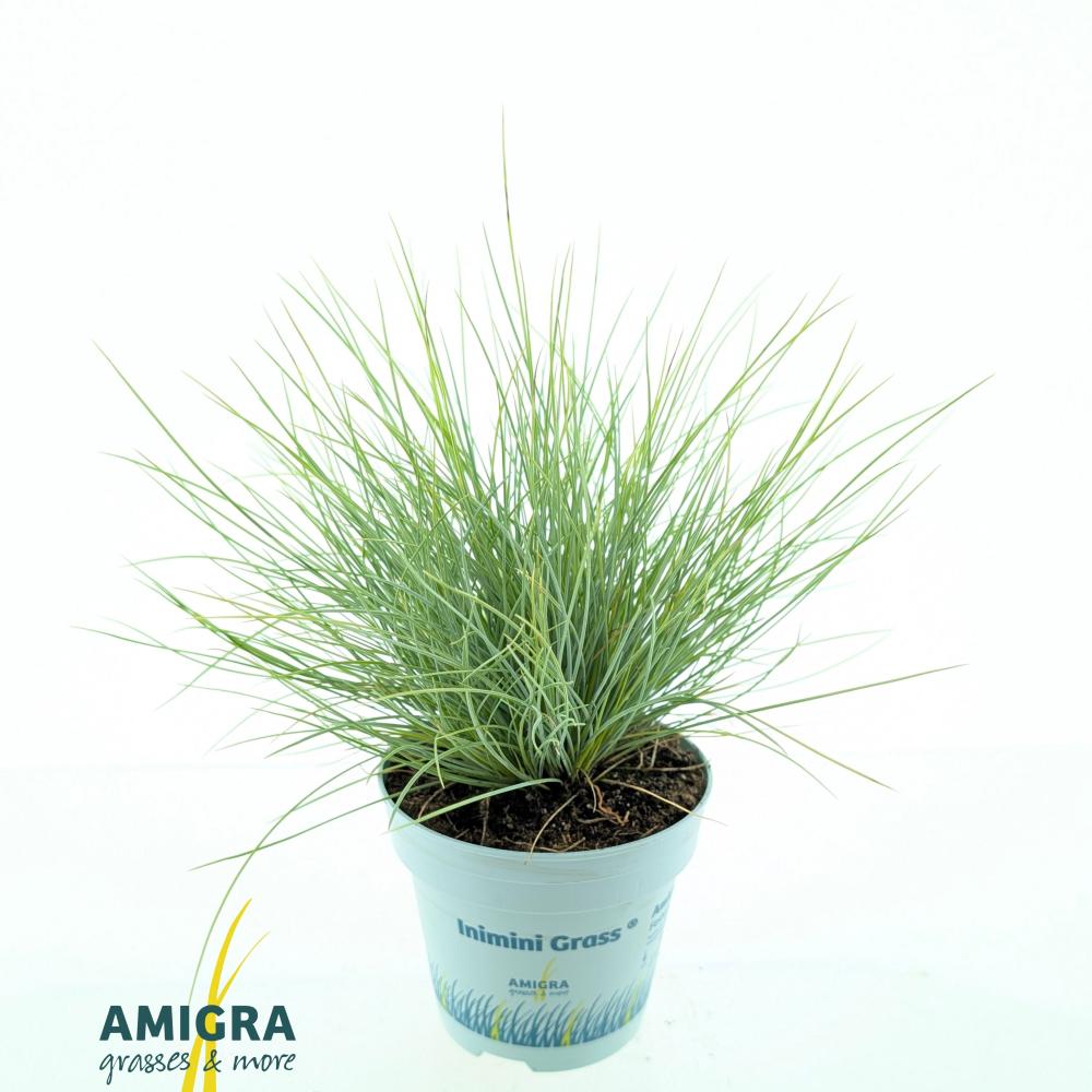 Festuca