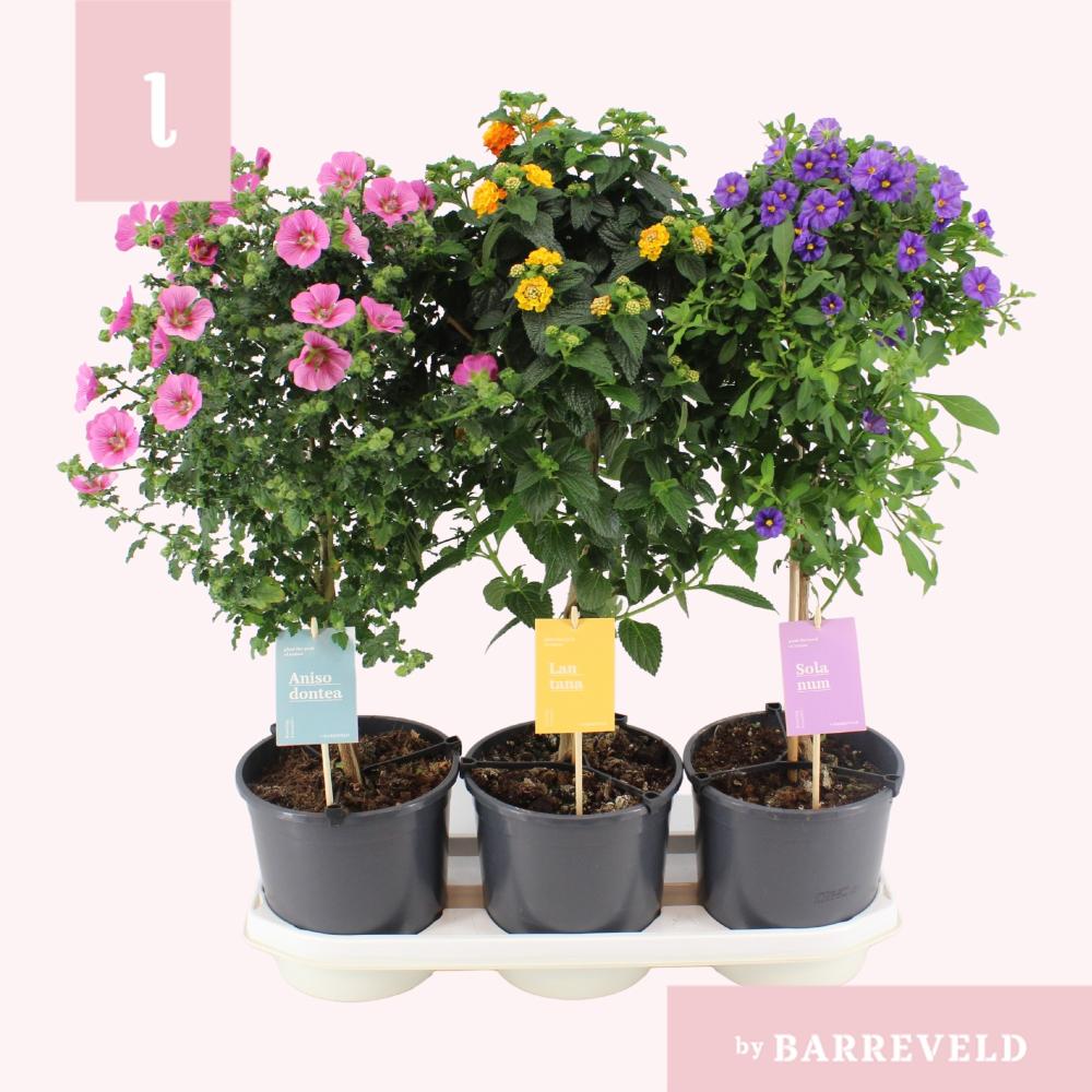 Plantes mix