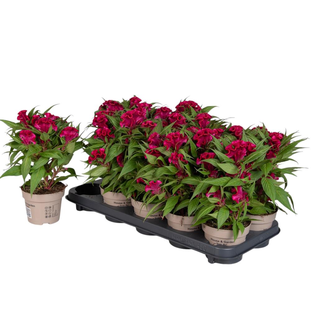 celosia