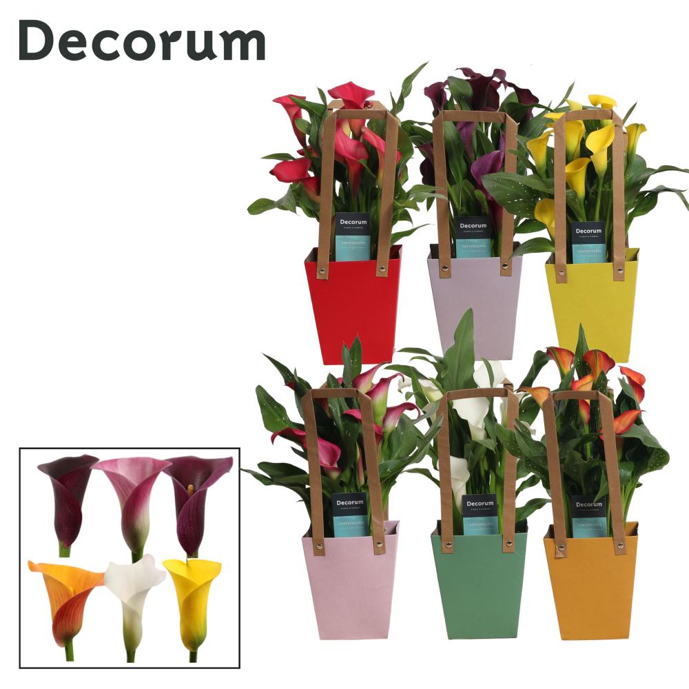 zantedeschia