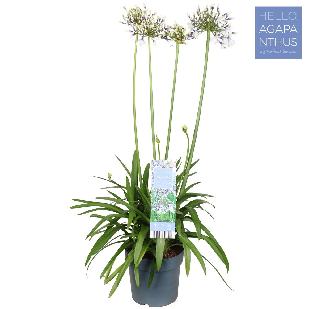 agapanthus