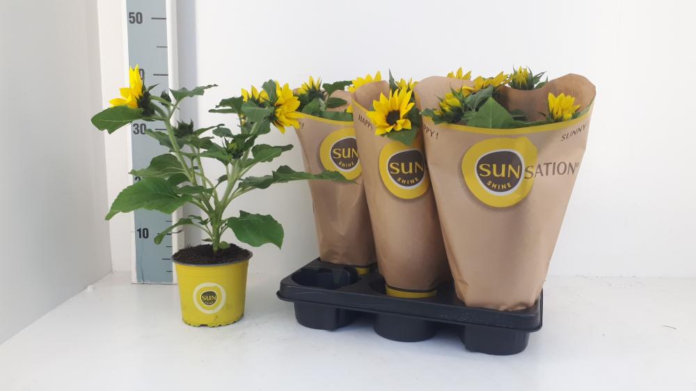 helianthus