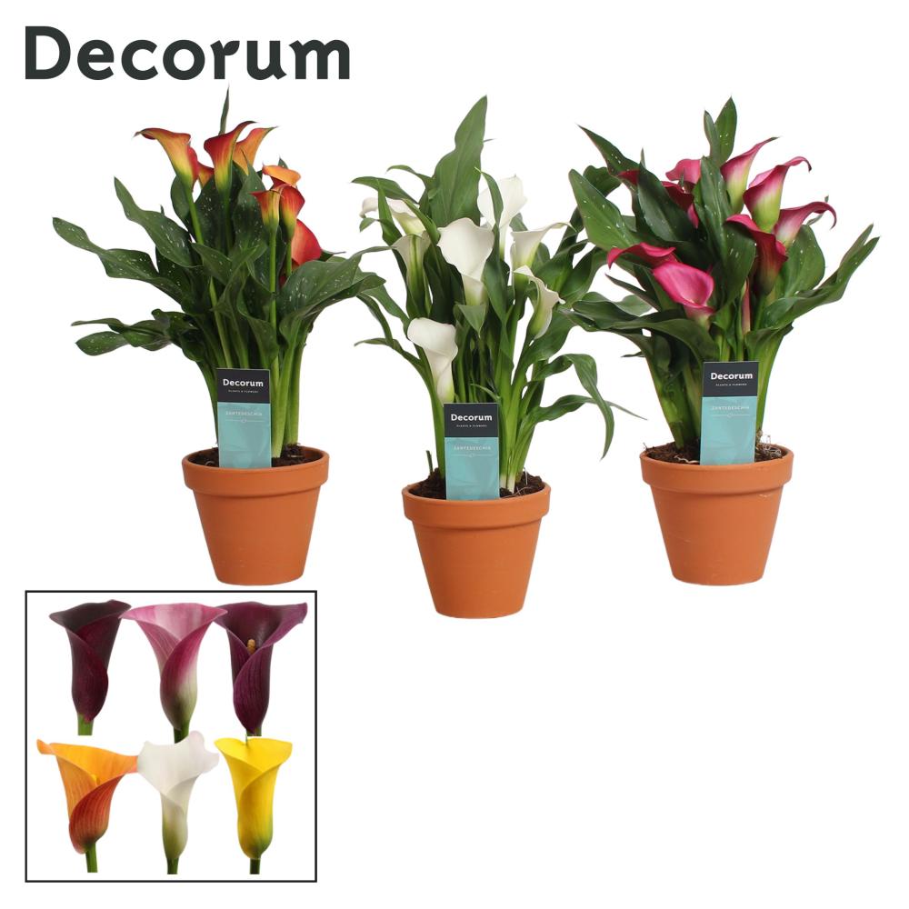 zantedeschia