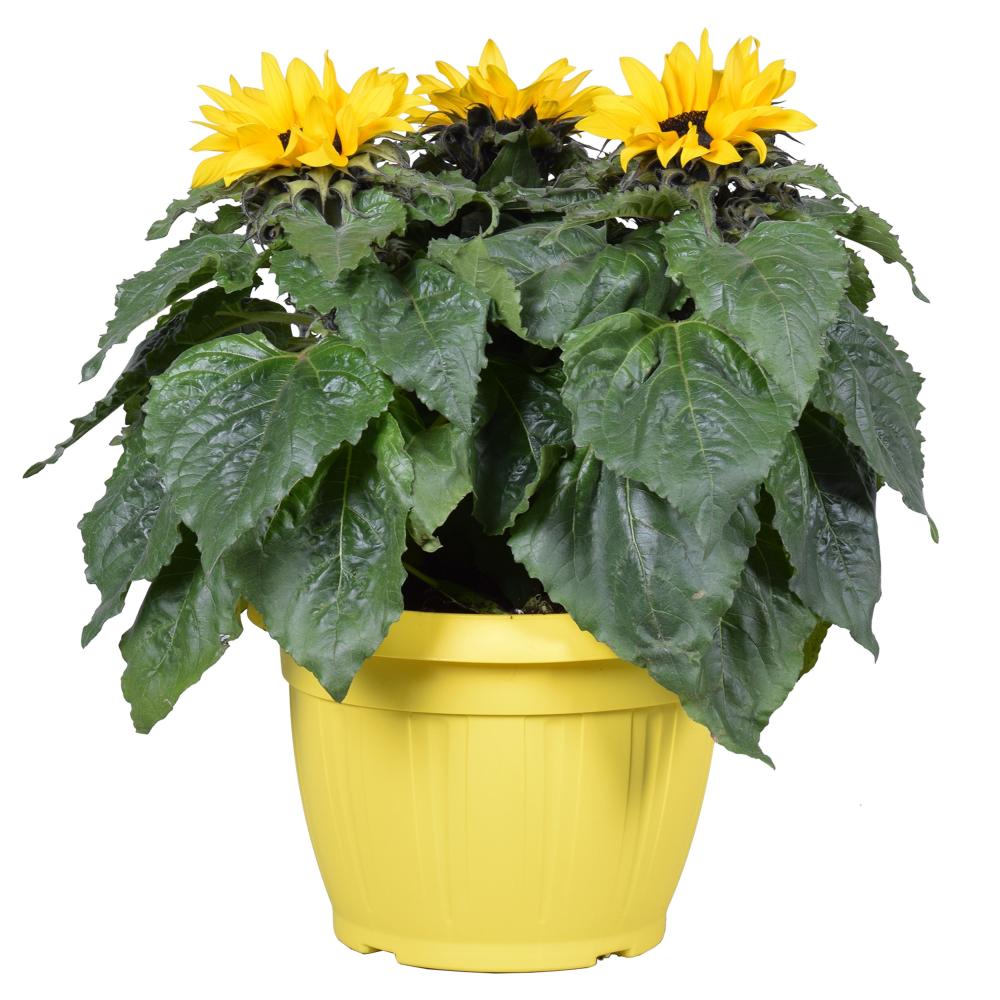helianthus