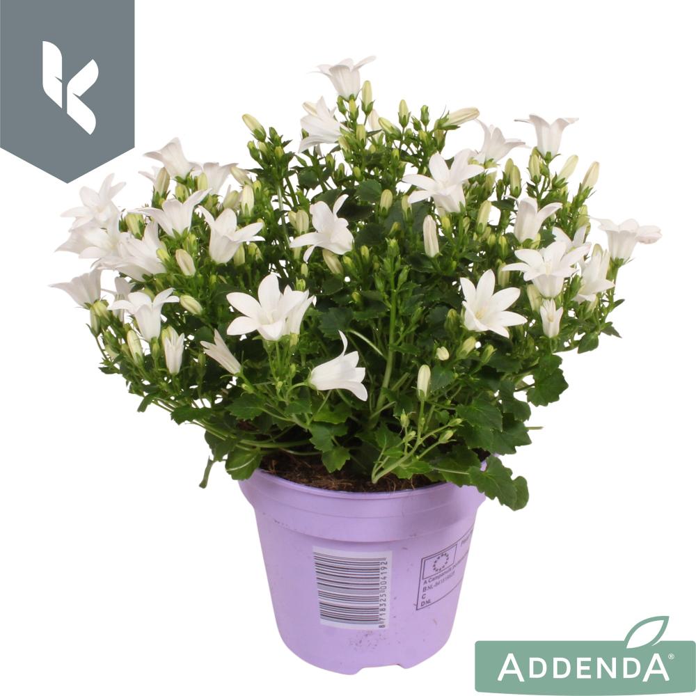 campanula