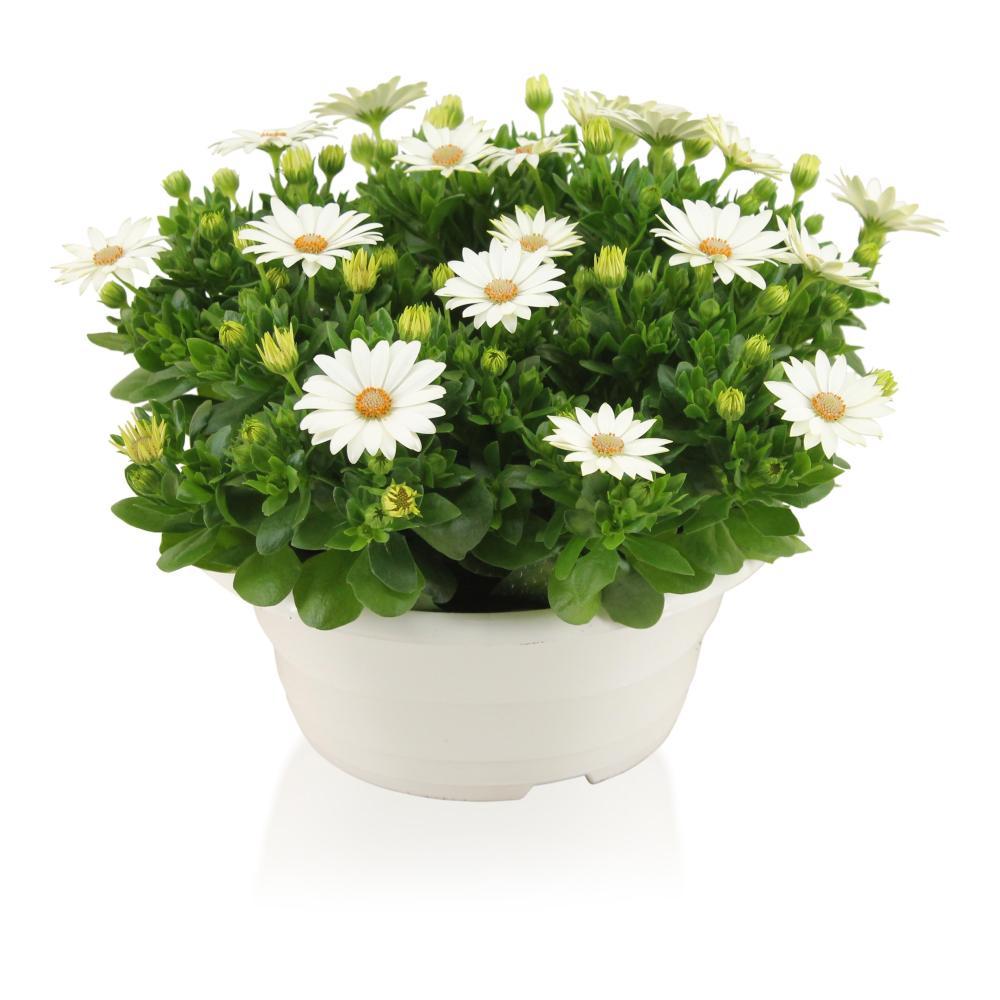 osteospermum
