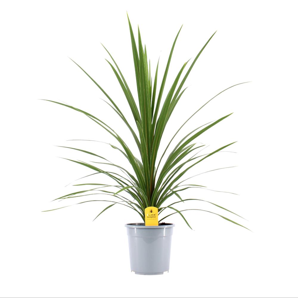 Cordyline indivisa