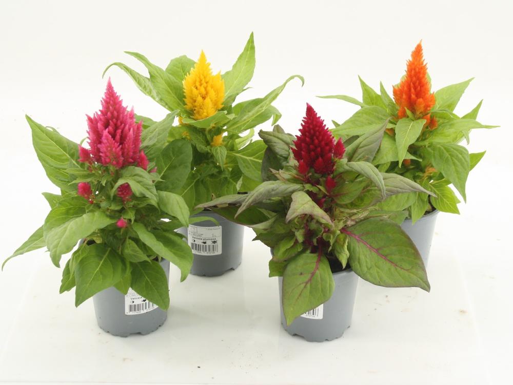 celosia