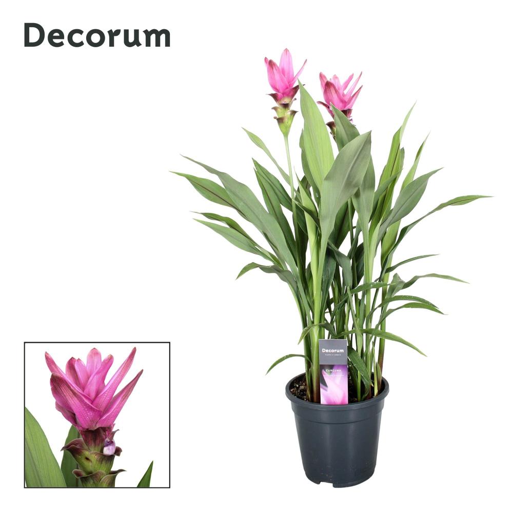 Curcuma