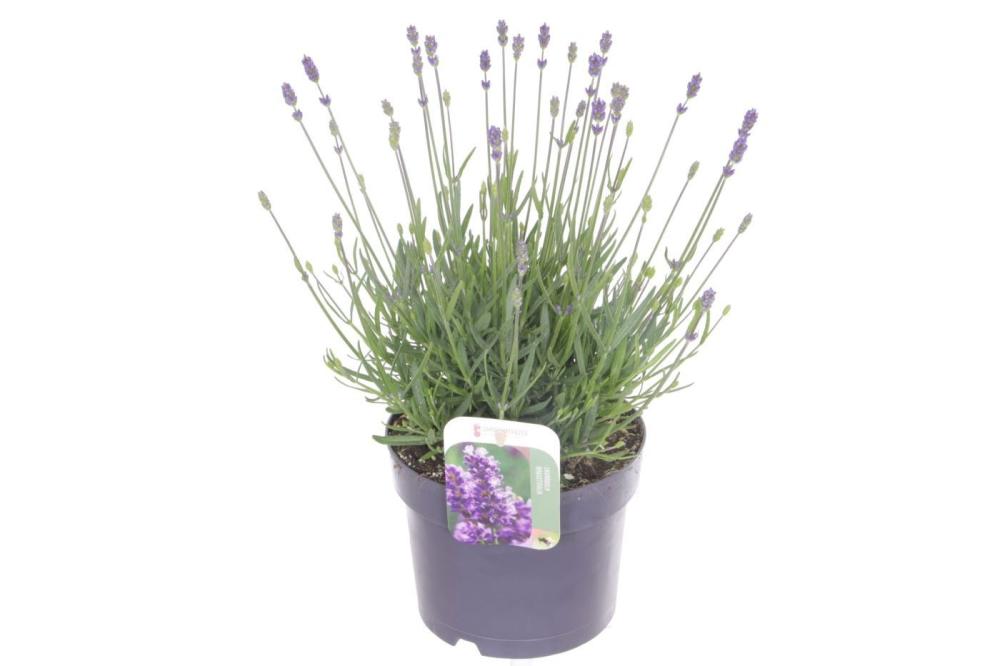 lavandula