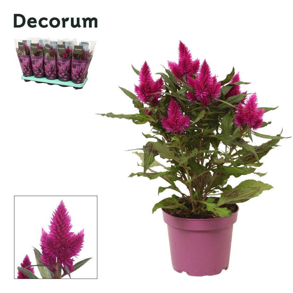 celosia