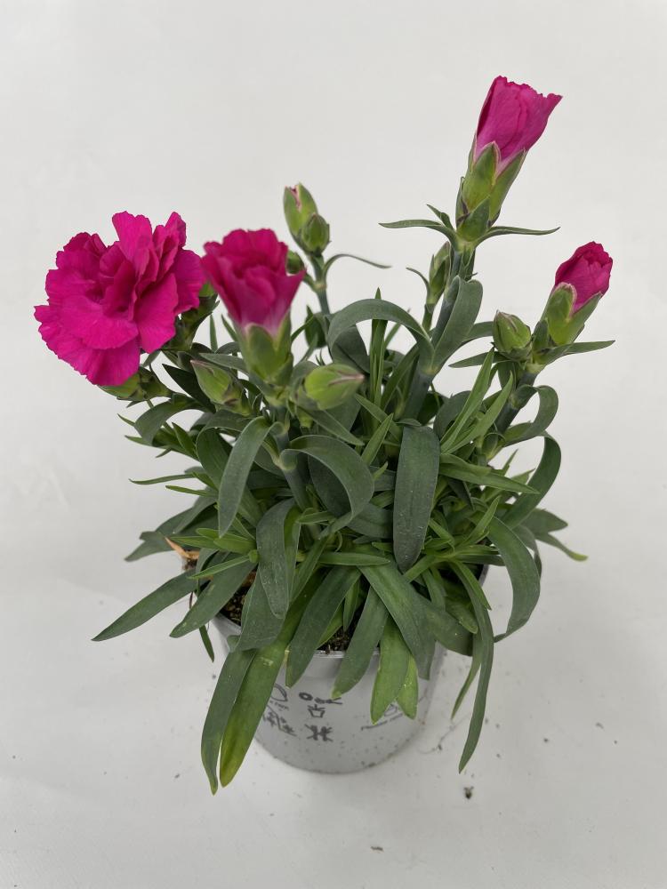 dianthus