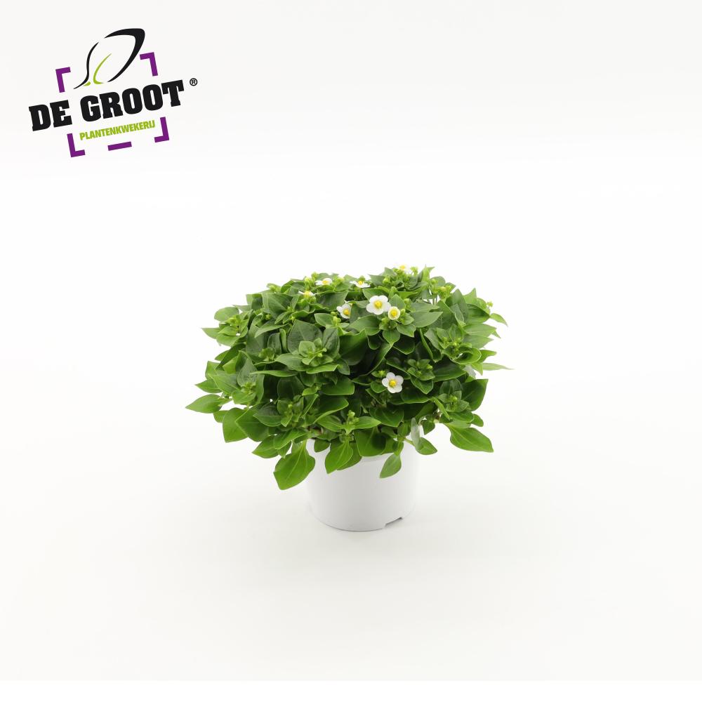 Exacum