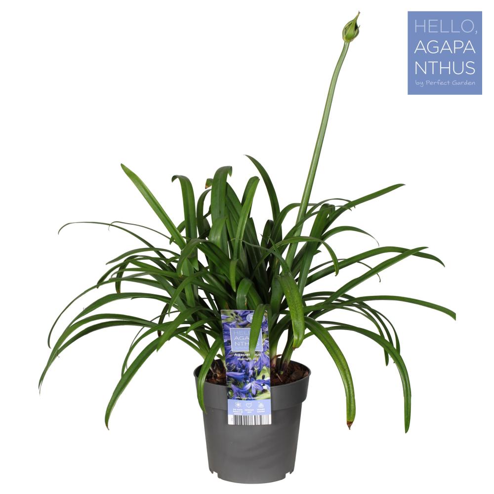 agapanthus