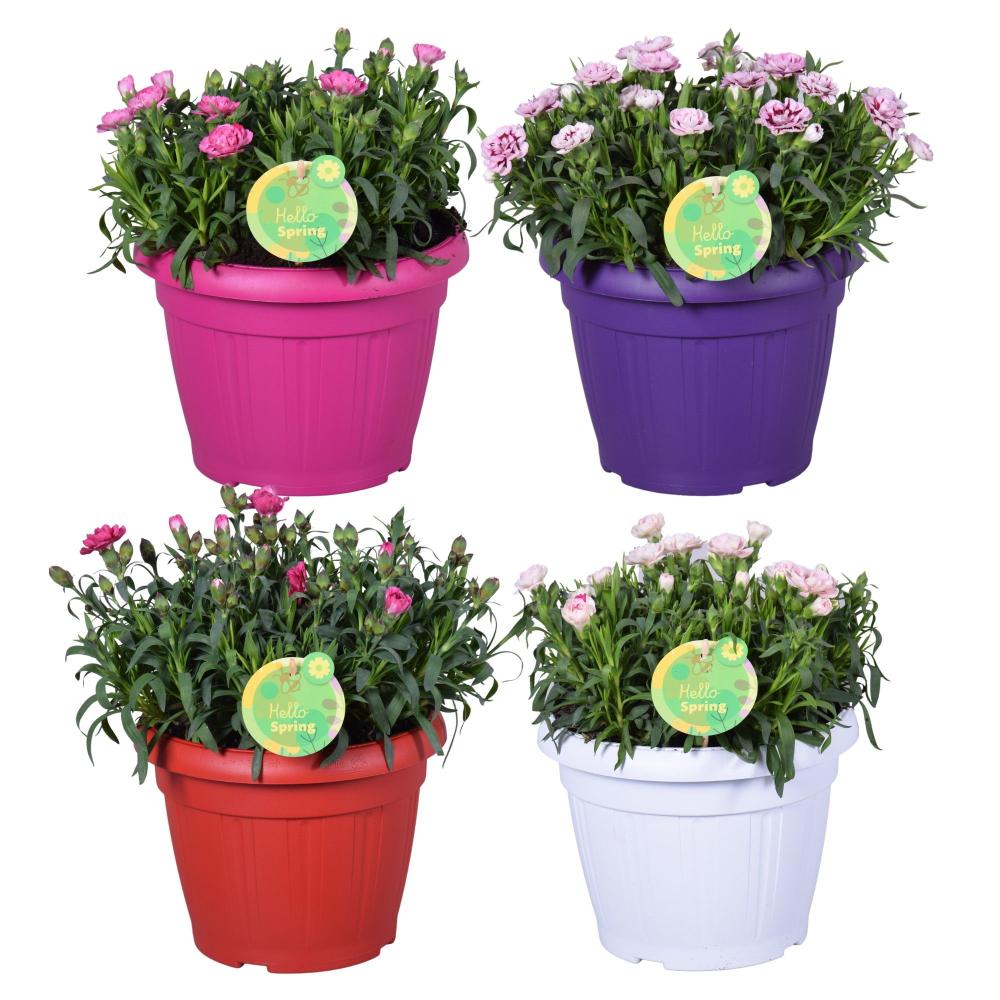dianthus