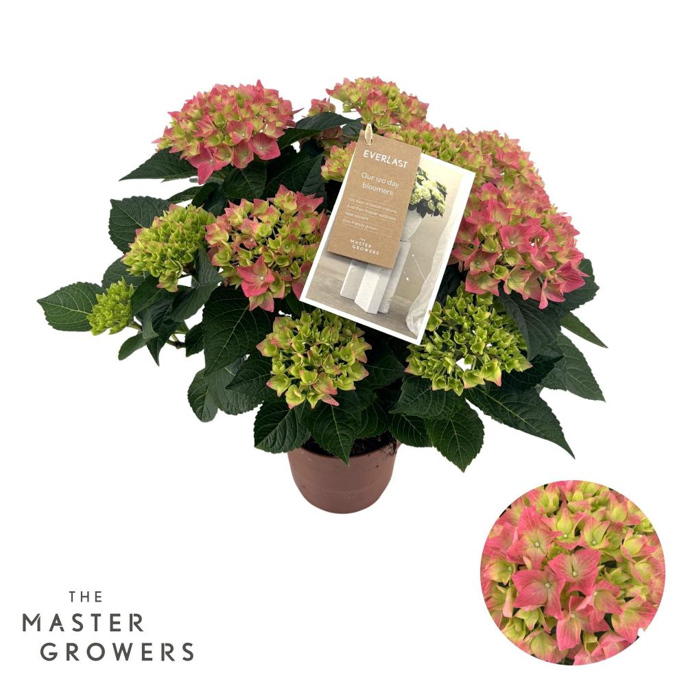 hydrangea