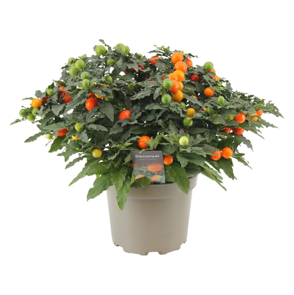 Solanum