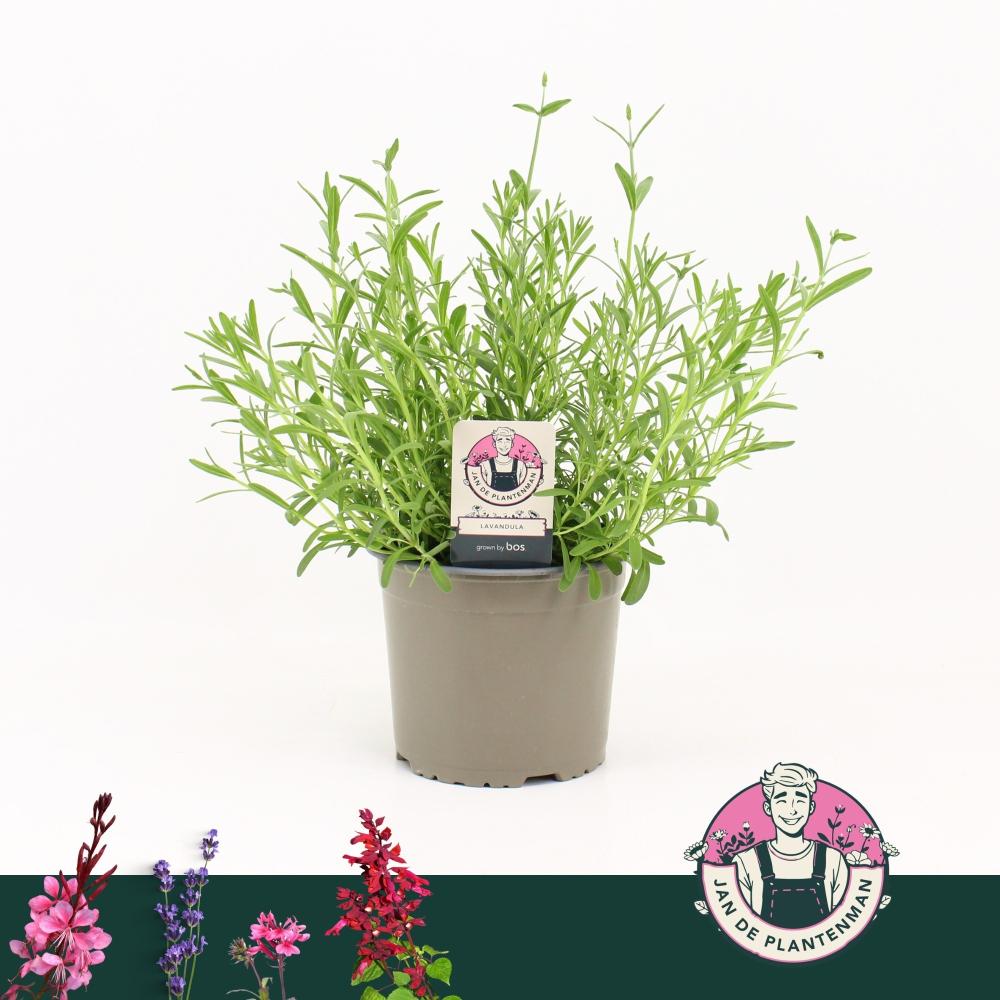 lavandula