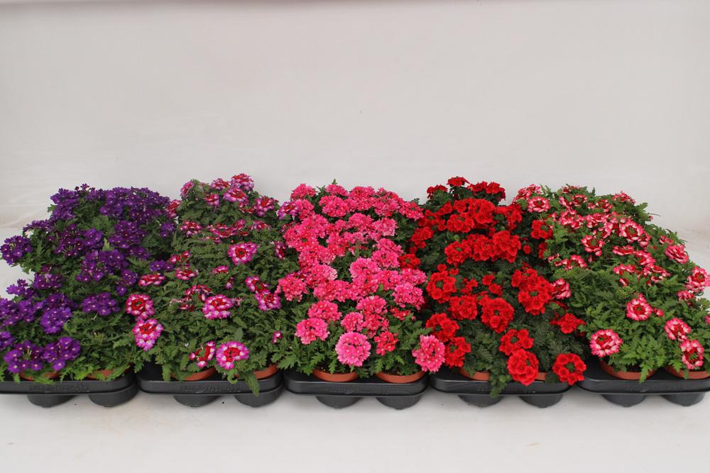 Verbena