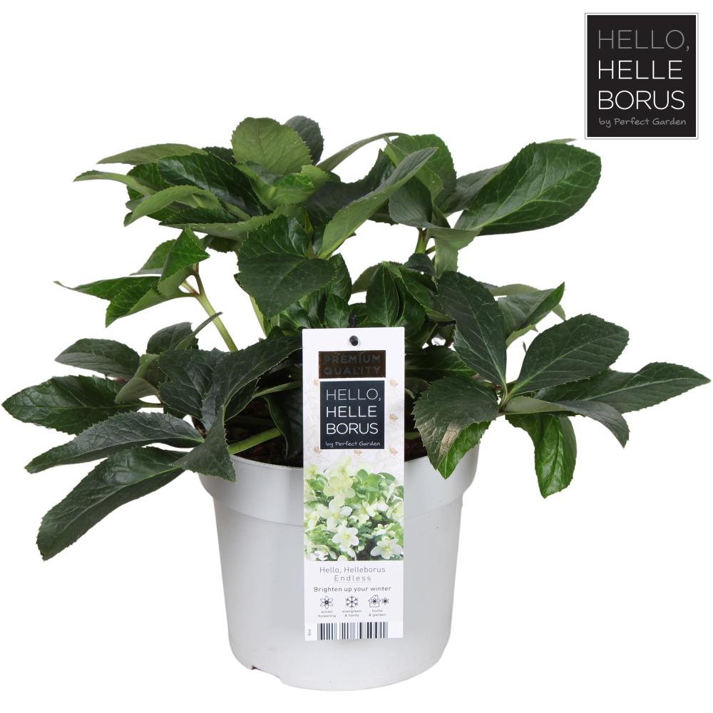 Helleborus