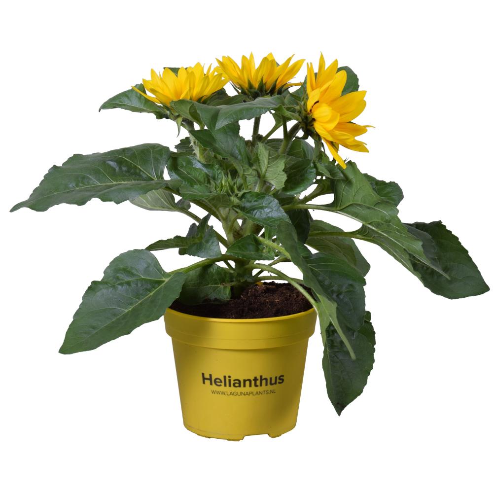 helianthus