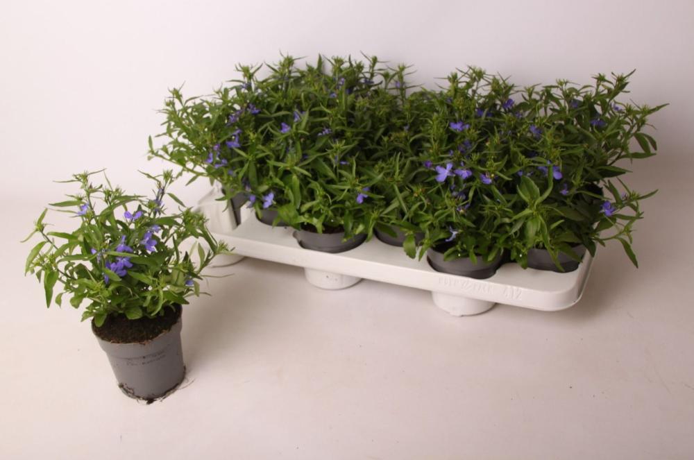 Lobelia