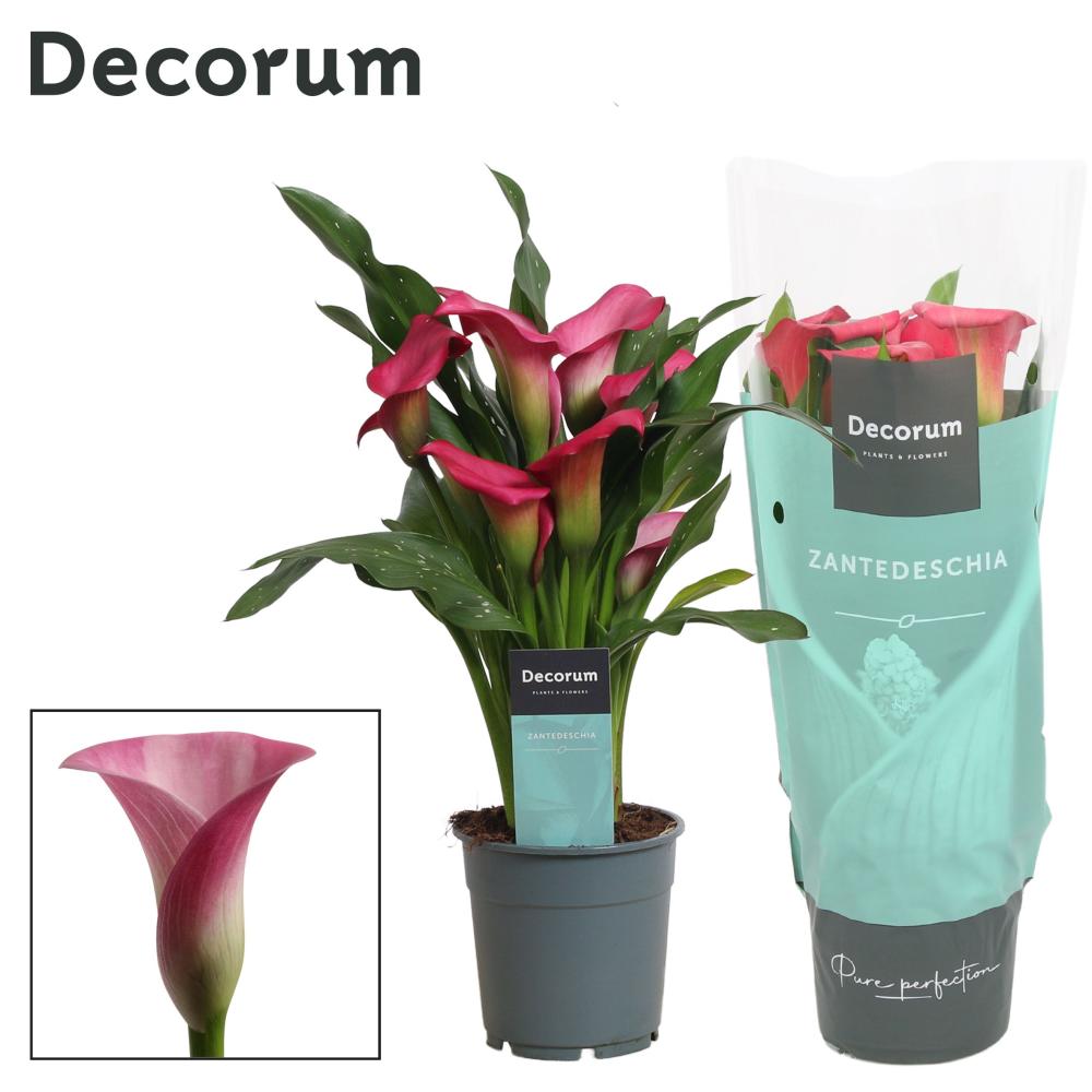 zantedeschia