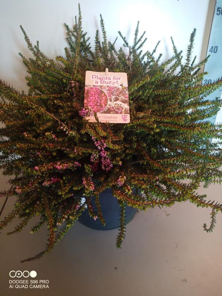 Erica darleyensis