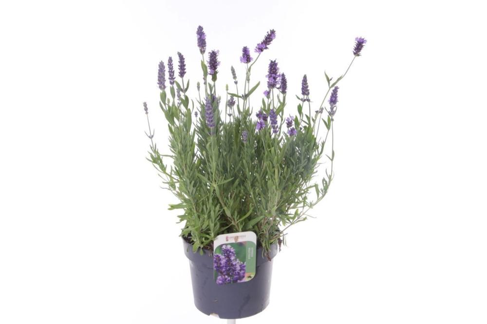 lavandula