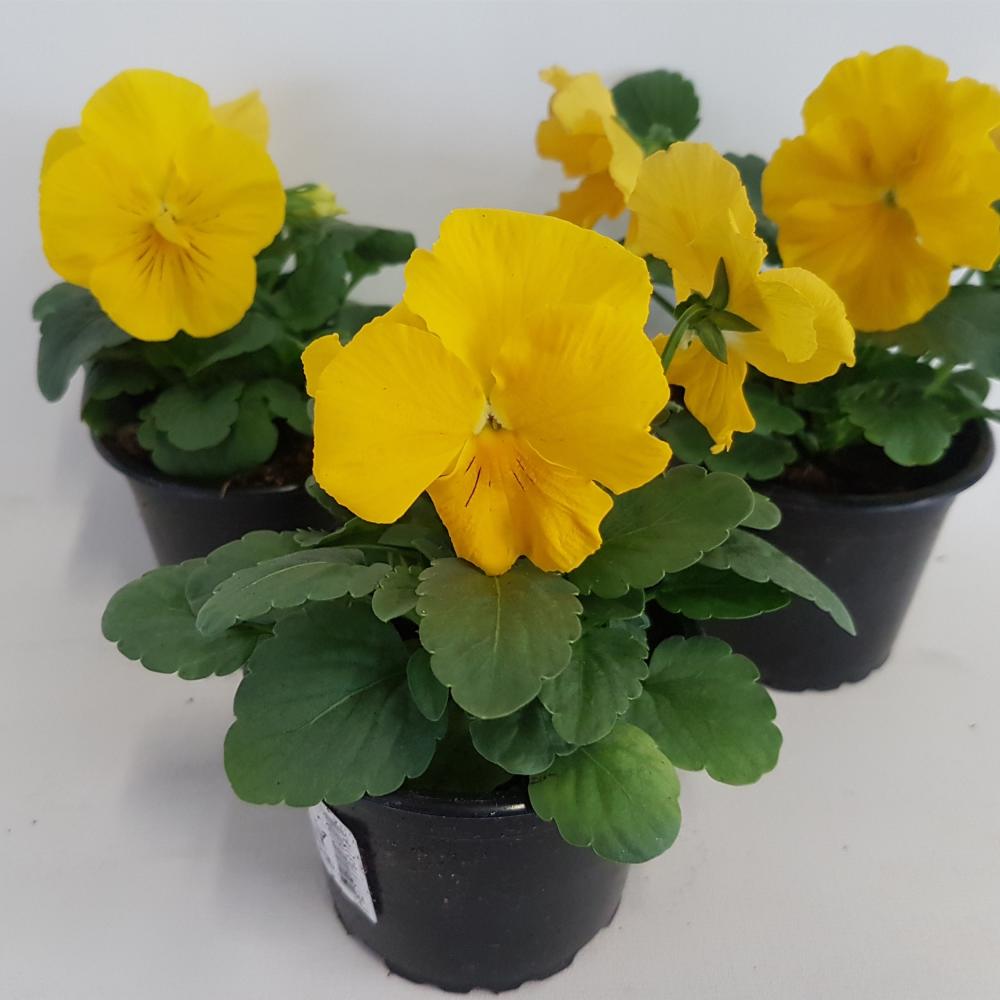 Viola