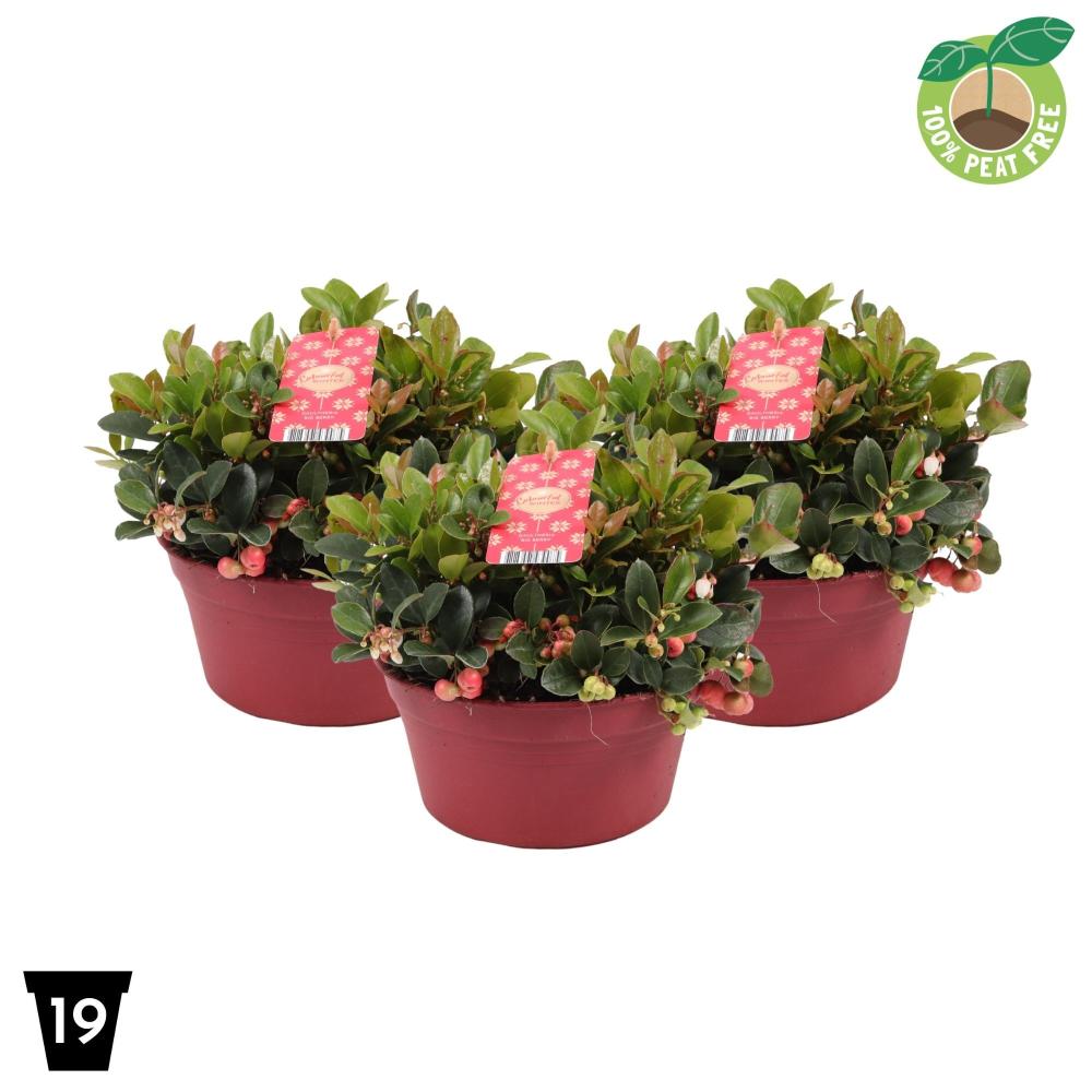 Gaultheria