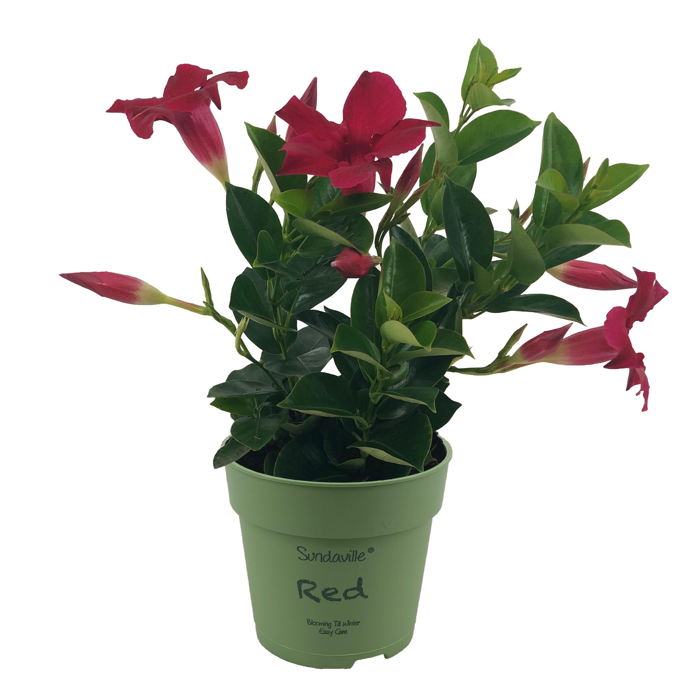 mandevilla-dipladenia