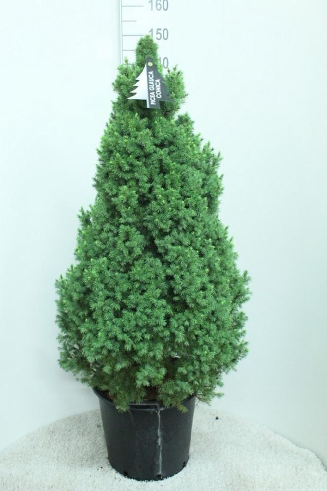 Picea