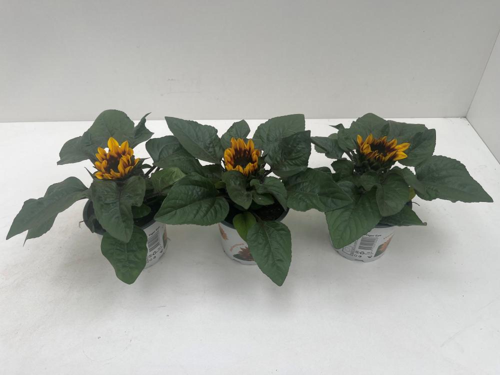 Helianthus