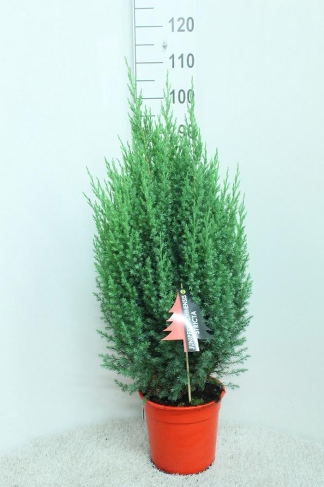 Juniperus