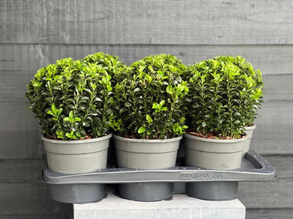 euonymus
