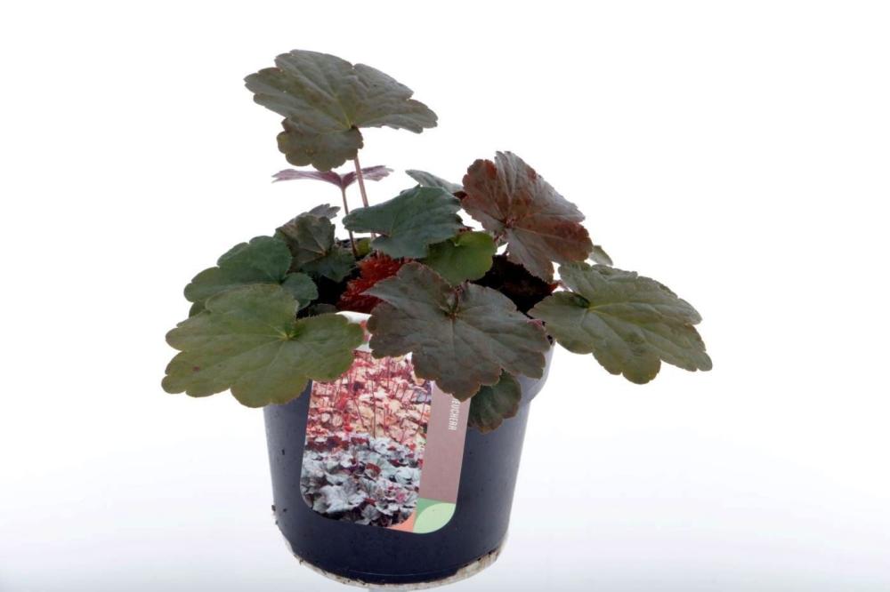 Heuchera