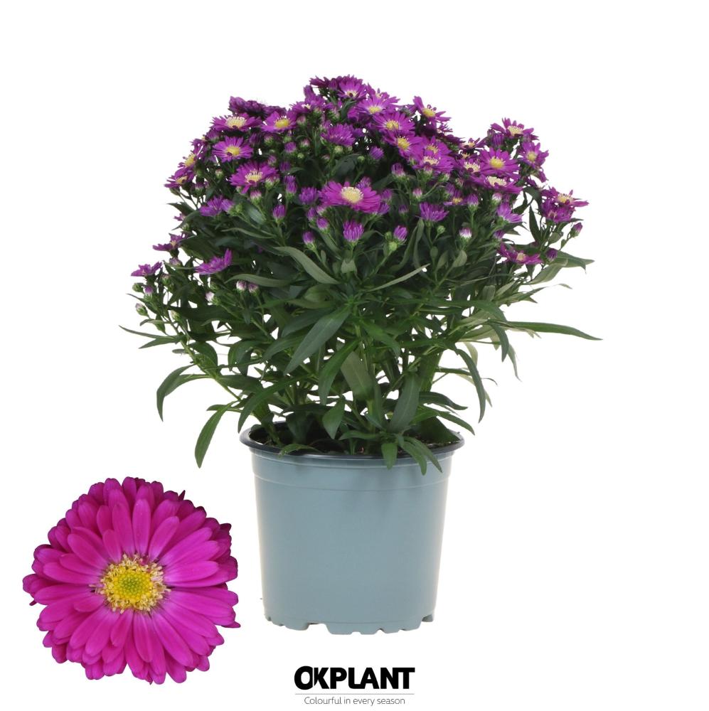 Aster