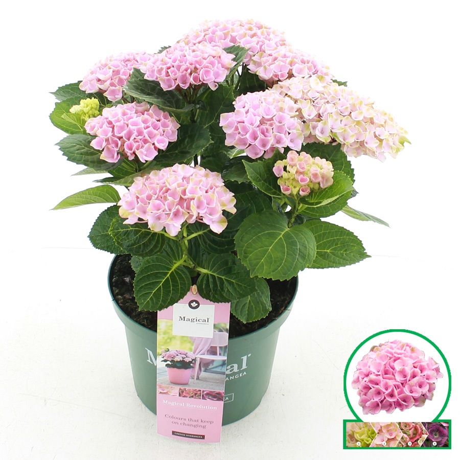 hydrangea