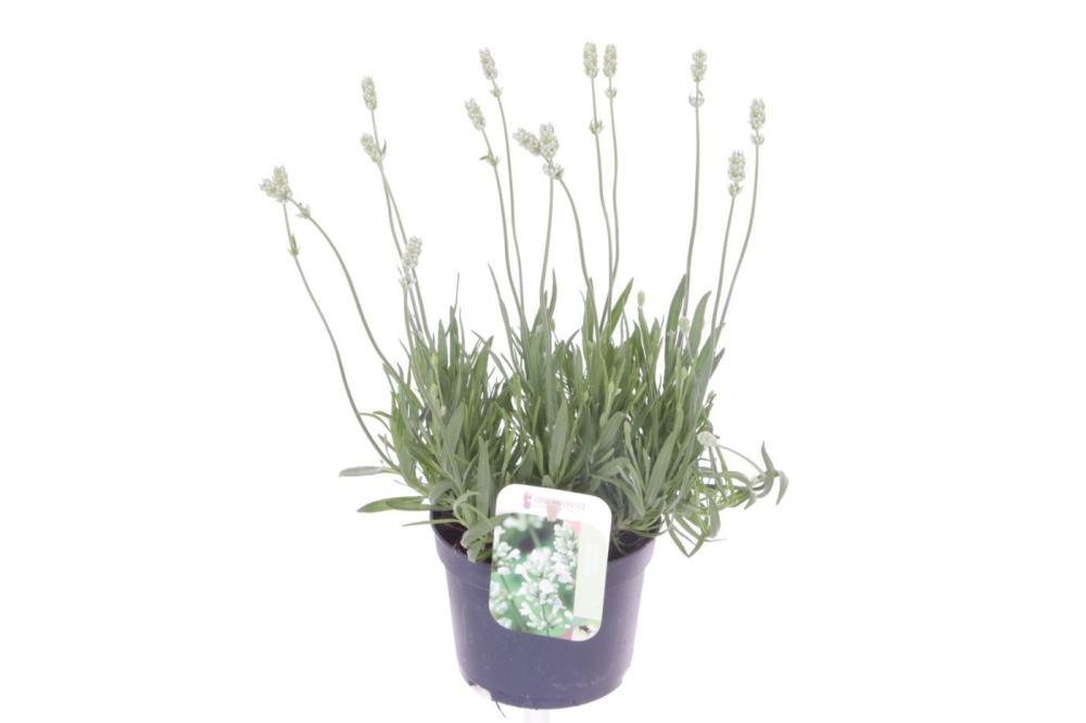 lavandula