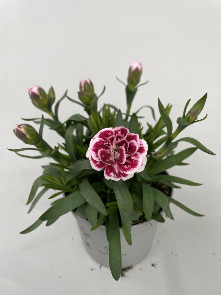 dianthus
