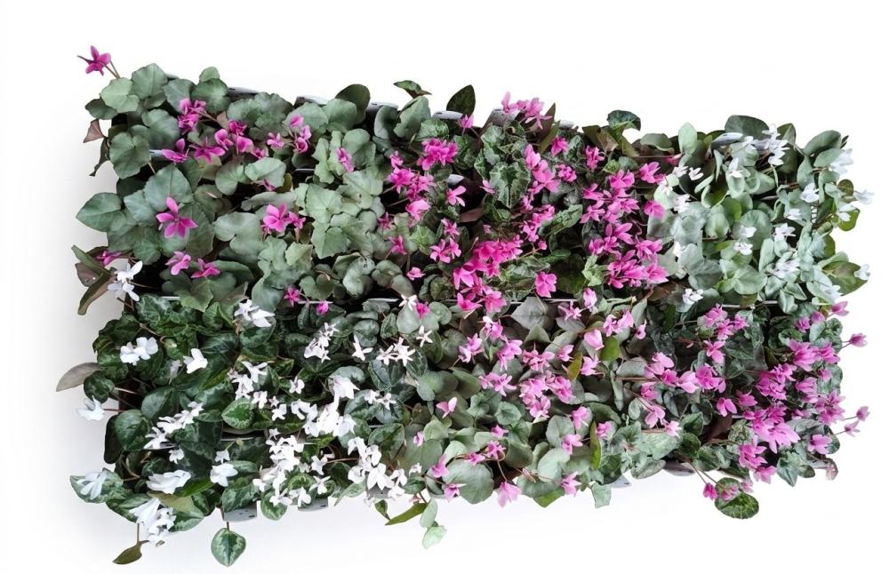 Cyclamen