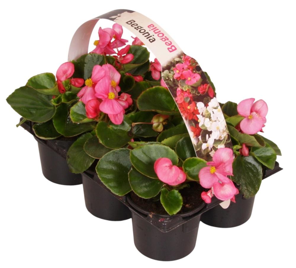 Begonia semperflorens