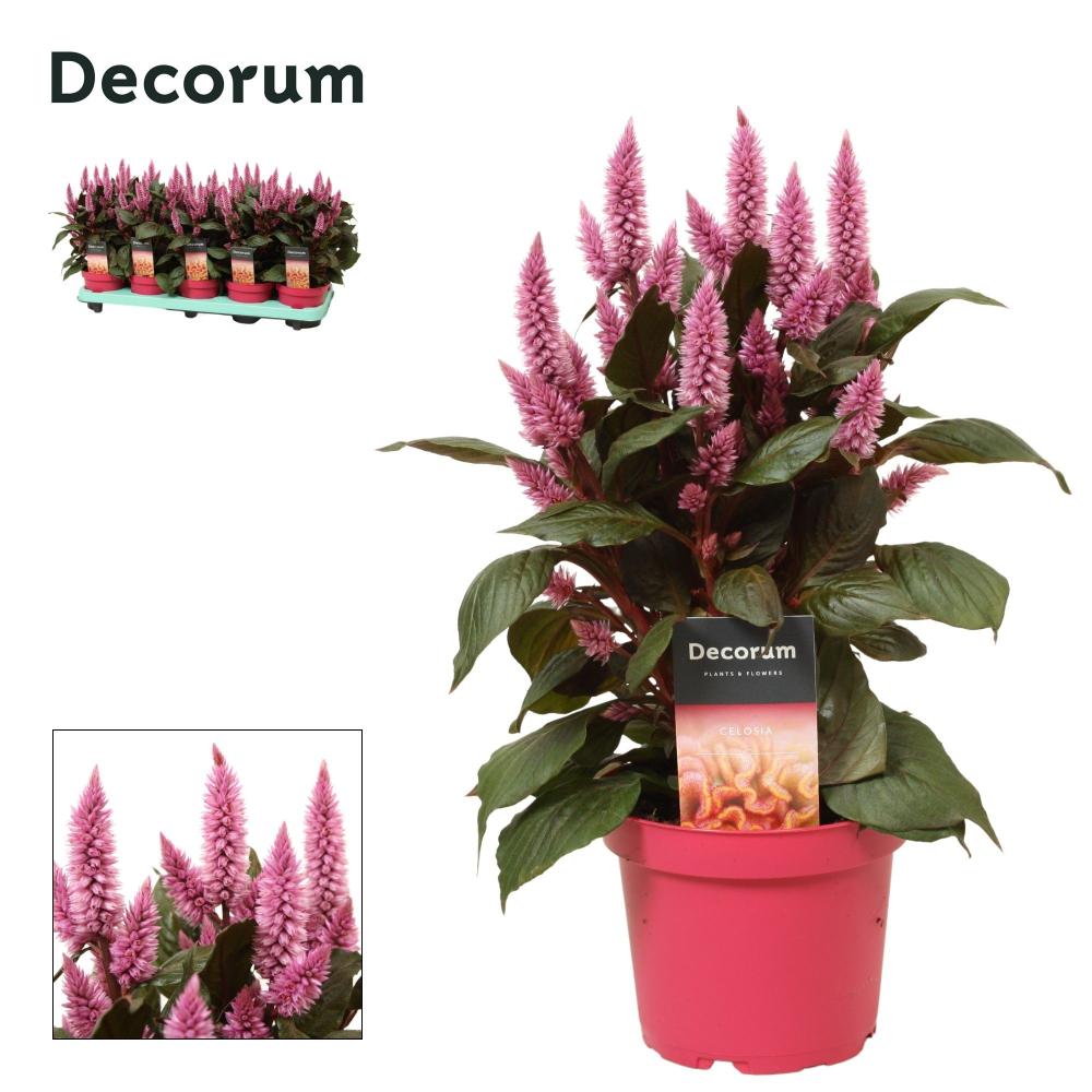 celosia