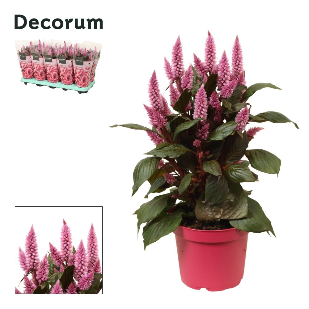 Celosia